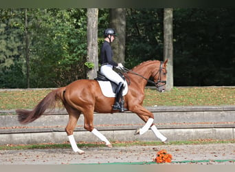 Trakehner, Wallach, 4 Jahre, 170 cm, Fuchs