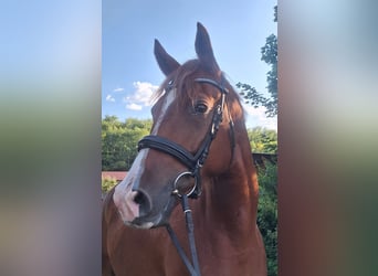 Trakehner, Wallach, 4 Jahre, 170 cm, Fuchs