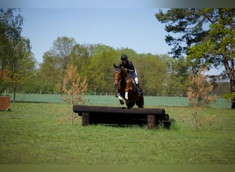 Trakehner, Wallach, 4 Jahre, 170 cm, Fuchs