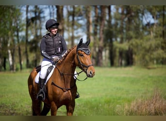 Trakehner, Wallach, 4 Jahre, 170 cm, Fuchs