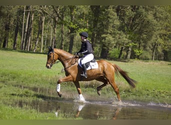 Trakehner, Wallach, 4 Jahre, 170 cm, Fuchs