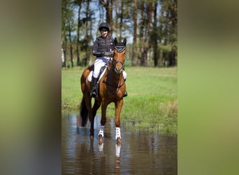 Trakehner, Wallach, 4 Jahre, 170 cm, Fuchs