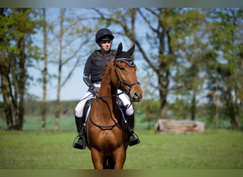 Trakehner, Wallach, 4 Jahre, 170 cm, Fuchs
