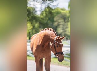 Trakehner, Wallach, 4 Jahre, 171 cm, Fuchs