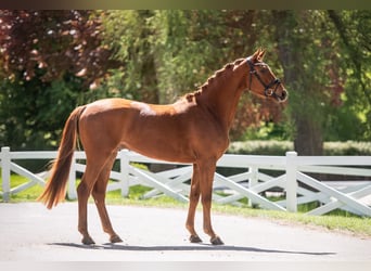 Trakehner, Wallach, 4 Jahre, 171 cm, Fuchs