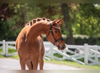 Trakehner, Wallach, 4 Jahre, 171 cm, Fuchs