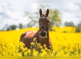 Trakehner, Wallach, 4 Jahre, 171 cm, Fuchs