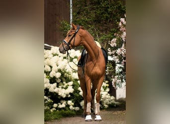 Trakehner, Wallach, 4 Jahre, 171 cm, Fuchs