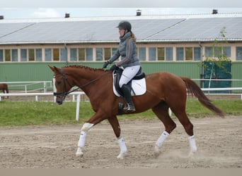 Trakehner, Wallach, 4 Jahre, 171 cm, Fuchs