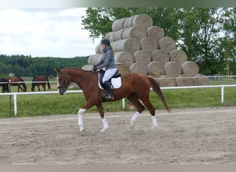 Trakehner, Wallach, 4 Jahre, 171 cm, Fuchs