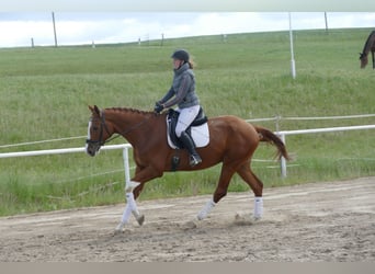 Trakehner, Wallach, 4 Jahre, 171 cm, Fuchs