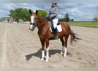 Trakehner, Wallach, 4 Jahre, 171 cm, Fuchs