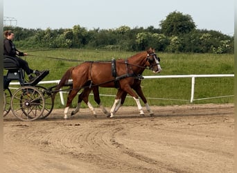 Trakehner, Wallach, 4 Jahre, 171 cm, Fuchs