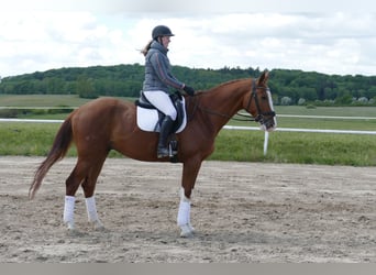 Trakehner, Wallach, 4 Jahre, 171 cm, Fuchs