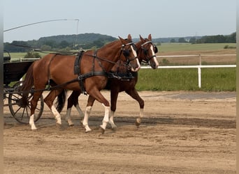 Trakehner, Wallach, 4 Jahre, 171 cm, Fuchs