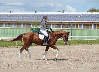 Trakehner, Wallach, 4 Jahre, 171 cm, Fuchs