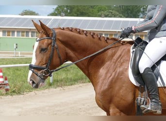 Trakehner, Wallach, 4 Jahre, 171 cm, Fuchs
