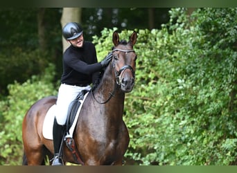 Trakehner, Wallach, 4 Jahre, 172 cm, Dunkelbrauner