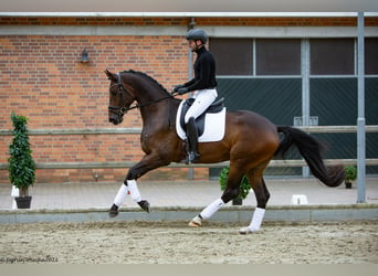 Trakehner, Wallach, 4 Jahre, 172 cm, Dunkelbrauner