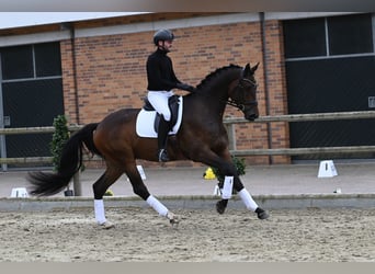 Trakehner, Wallach, 4 Jahre, 172 cm, Dunkelbrauner