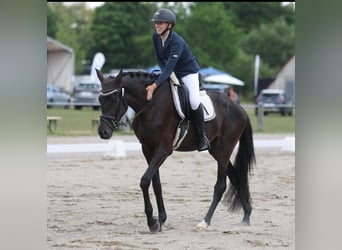 Trakehner, Wallach, 4 Jahre, 172 cm, Dunkelbrauner