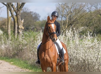Trakehner, Wallach, 4 Jahre, 172 cm, Fuchs