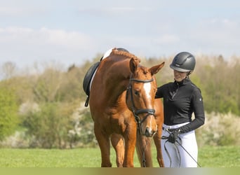 Trakehner, Wallach, 4 Jahre, 172 cm, Fuchs
