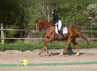 Trakehner, Wallach, 4 Jahre, 172 cm, Fuchs