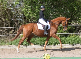 Trakehner, Wallach, 4 Jahre, 172 cm, Fuchs
