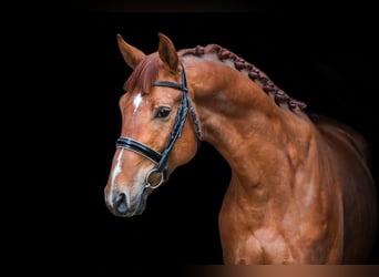 Trakehner, Wallach, 4 Jahre, 172 cm, Rotfuchs