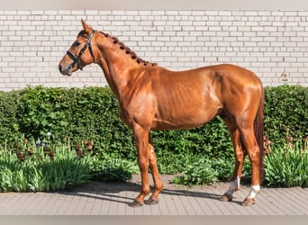 Trakehner, Wallach, 4 Jahre, 172 cm, Rotfuchs