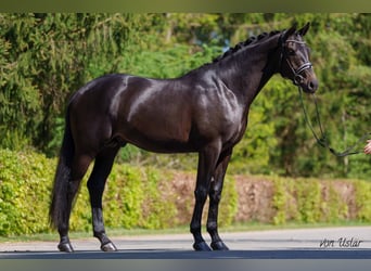 Trakehner, Wallach, 4 Jahre, 172 cm, Schwarzbrauner