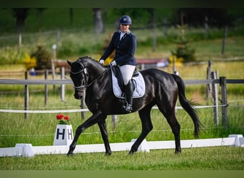 Trakehner, Wallach, 4 Jahre, 172 cm, Schwarzbrauner