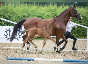 Trakehner, Wallach, 4 Jahre, 173 cm, Brauner
