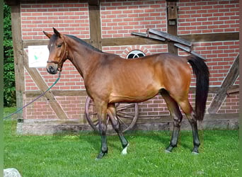 Trakehner, Wallach, 4 Jahre, 173 cm, Brauner