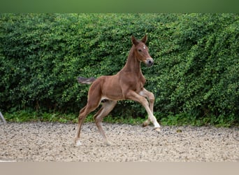 Trakehner, Wallach, 4 Jahre, 173 cm, Brauner