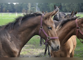 Trakehner, Wallach, 4 Jahre, 173 cm, Brauner