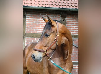 Trakehner, Wallach, 4 Jahre, 173 cm, Brauner