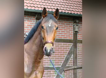 Trakehner, Wallach, 4 Jahre, 173 cm, Brauner