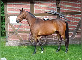 Trakehner, Wallach, 4 Jahre, 173 cm, Brauner
