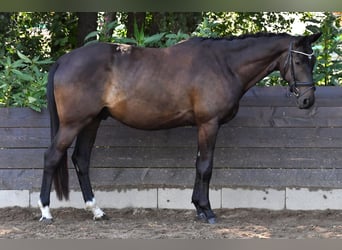 Trakehner, Wallach, 4 Jahre, 173 cm, Dunkelbrauner