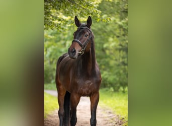 Trakehner, Wallach, 4 Jahre, 175 cm, Dunkelbrauner