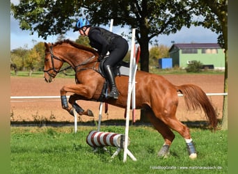 Trakehner, Wallach, 4 Jahre, 175 cm, Fuchs