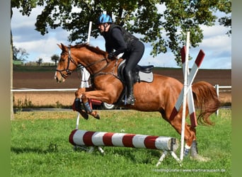 Trakehner, Wallach, 4 Jahre, 175 cm, Fuchs