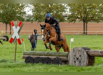 Trakehner, Wallach, 4 Jahre, 175 cm, Fuchs