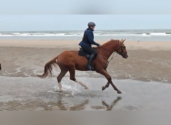 Trakehner, Wallach, 4 Jahre, 175 cm, Fuchs
