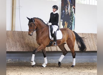 Trakehner, Wallach, 4 Jahre, 177 cm, Brauner