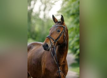 Trakehner, Wallach, 4 Jahre, 177 cm, Brauner