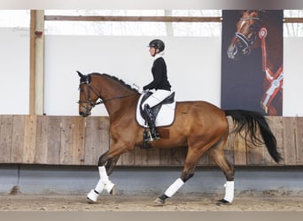 Trakehner, Wallach, 4 Jahre, 177 cm, Brauner