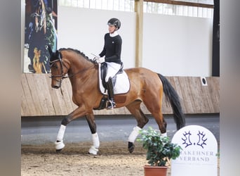 Trakehner, Wallach, 4 Jahre, 177 cm, Brauner